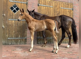 Koń oldenburski, Ogier, Źrebak (04/2024), 172 cm, Ciemnokasztanowata