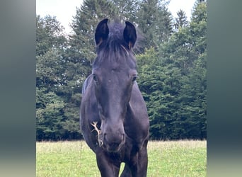 Koń oldenburski, Ogier, Źrebak (05/2025), 172 cm, Kara