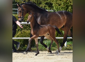 Koń oldenburski, Ogier, Źrebak (03/2024), 173 cm, Ciemnogniada