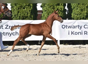 Koń oldenburski, Ogier, Źrebak (05/2026), 174 cm, Kasztanowata