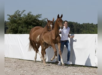 Koń oldenburski, Ogier, Źrebak (03/2024), 175 cm, Kasztanowata