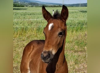 Koń oldenburski, Ogier, Źrebak (05/2024), Ciemnogniada