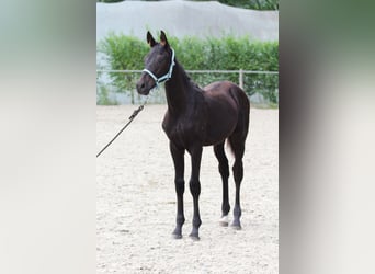 Koń oldenburski, Ogier, Źrebak (03/2024), Ciemnogniada