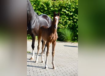Koń oldenburski, Ogier, Źrebak (04/2026), Ciemnogniada