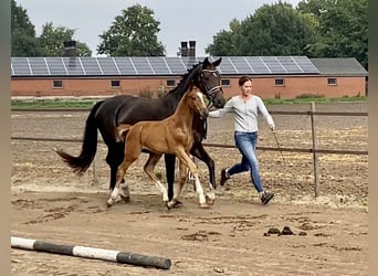 Koń oldenburski, Ogier, Źrebak (07/2024), Ciemnokasztanowata