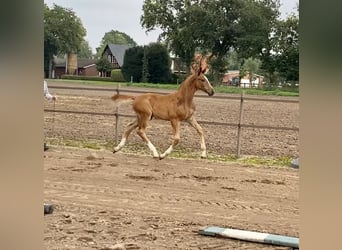 Koń oldenburski, Ogier, Źrebak (07/2024), Ciemnokasztanowata