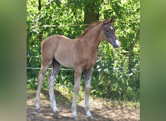 Koń oldenburski, Ogier, Źrebak (04/2024), Ciemnokasztanowata