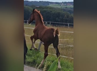 Koń oldenburski, Ogier, Źrebak (05/2024), Ciemnokasztanowata