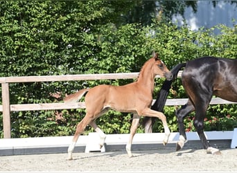 Koń oldenburski, Ogier, Źrebak (06/2025), Ciemnokasztanowata