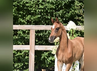 Koń oldenburski, Ogier, Źrebak (06/2025), Ciemnokasztanowata