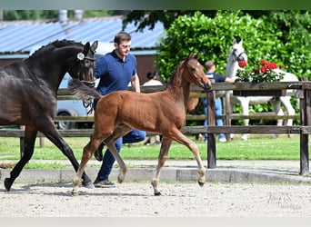 Koń oldenburski, Ogier, Źrebak (03/2026), Gniada