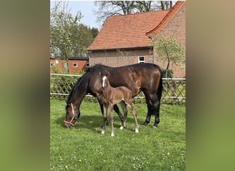 Koń oldenburski, Ogier, Źrebak (04/2024), Gniada