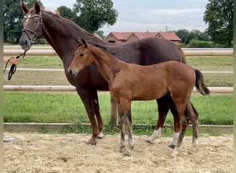 Koń oldenburski, Ogier, Źrebak (03/2025), Gniada