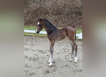 Koń oldenburski, Ogier, Źrebak (03/2026), Gniada