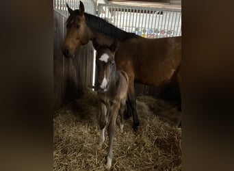 Koń oldenburski, Ogier, Źrebak (03/2026), Gniada