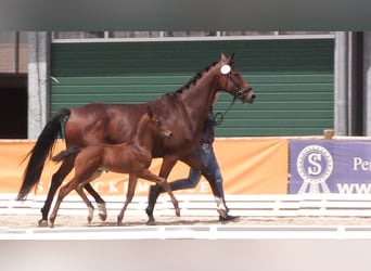 Koń oldenburski, Ogier, Źrebak (05/2023), Gniada