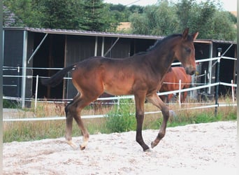 Koń oldenburski, Ogier, Źrebak (05/2024), Gniada