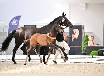 Koń oldenburski, Ogier, Źrebak (04/2026), Gniada