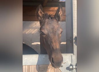 Koń oldenburski, Ogier, Źrebak (06/2024), Kara