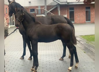 Koń oldenburski, Ogier, Źrebak (06/2024), Kara