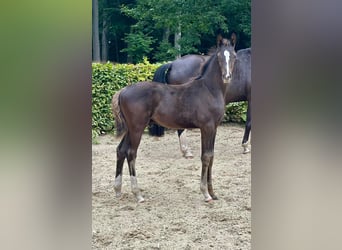 Koń oldenburski, Ogier, Źrebak (05/2025), Kara