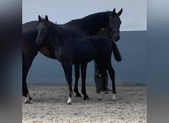 Koń oldenburski, Ogier, Źrebak (01/2024), Kara