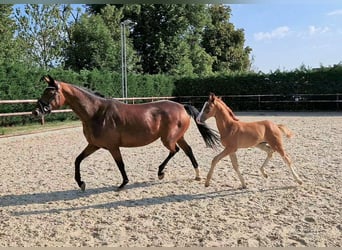 Koń oldenburski, Ogier, Źrebak (06/2023), Kasztanowata