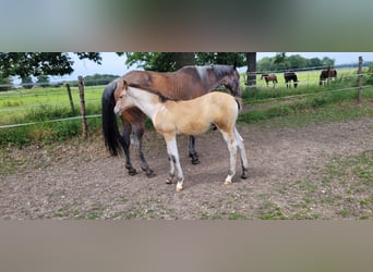Koń oldenburski, Ogier, Źrebak (03/2026)