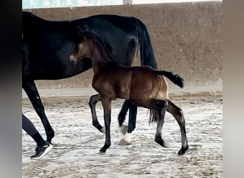 Koń oldenburski, Ogier, Źrebak (04/2025), Skarogniada