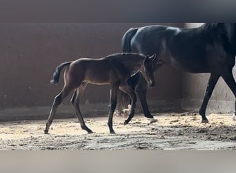 Koń oldenburski, Ogier, Źrebak (04/2025), Skarogniada