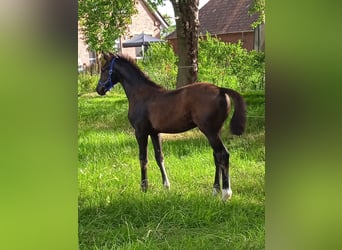 Koń oldenburski, Ogier, Źrebak (03/2024), Skarogniada