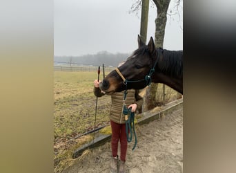 Koń oldenburski, Wałach, 10 lat, 170 cm, Ciemnogniada