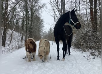Koń oldenburski, Wałach, 10 lat, 170 cm, Skarogniada