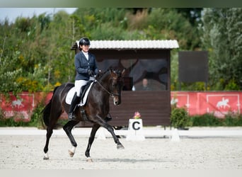 Koń oldenburski, Wałach, 10 lat, 170 cm, Skarogniada