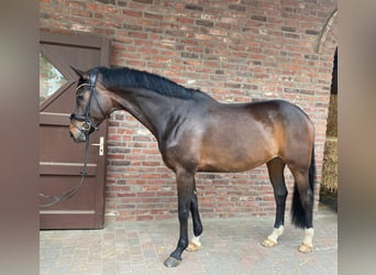 Koń oldenburski, Wałach, 10 lat, 173 cm, Ciemnogniada