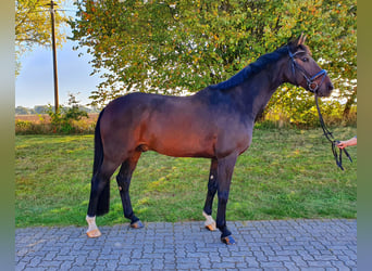 Koń oldenburski, Wałach, 10 lat, 176 cm, Ciemnogniada