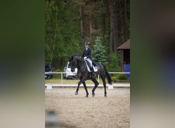 Koń oldenburski, Wałach, 10 lat, 177 cm, Kara