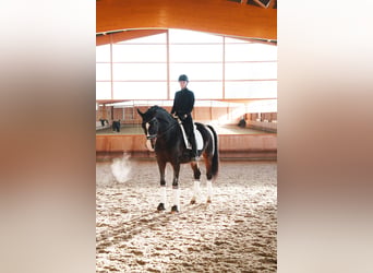 Koń oldenburski, Wałach, 10 lat, 179 cm, Ciemnogniada