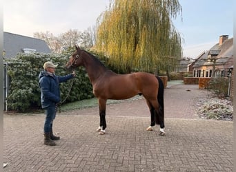 Koń oldenburski, Wałach, 11 lat, 170 cm, Gniada
