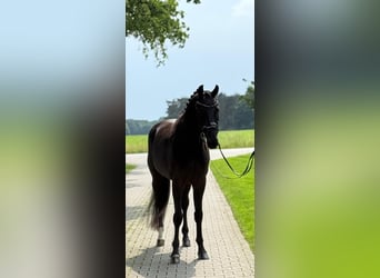 Koń oldenburski, Wałach, 11 lat, 170 cm, Kara