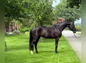 Koń oldenburski, Wałach, 11 lat, 170 cm, Kara
