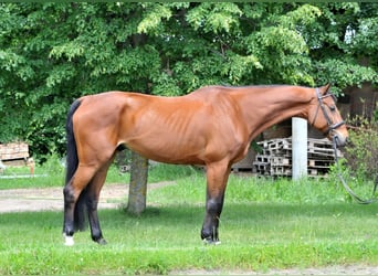 Koń oldenburski, Wałach, 11 lat, 175 cm, Gniada