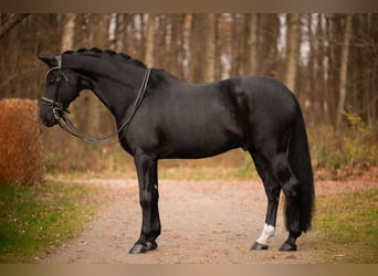 Koń oldenburski, Wałach, 11 lat, 175 cm, Kara