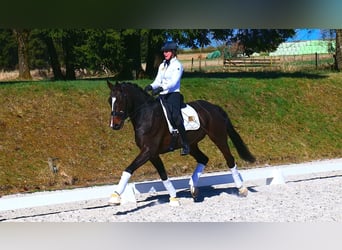 Koń oldenburski, Wałach, 12 lat, 170 cm, Ciemnogniada