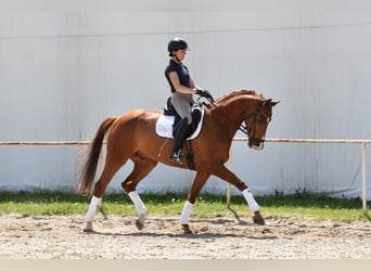 Koń oldenburski, Wałach, 14 lat, 170 cm, Kasztanowata
