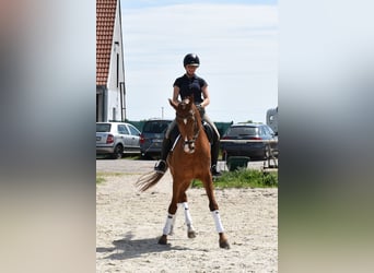 Koń oldenburski, Wałach, 14 lat, 170 cm, Kasztanowata