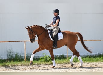 Koń oldenburski, Wałach, 14 lat, 170 cm, Kasztanowata