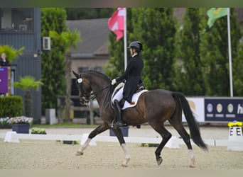 Koń oldenburski, Wałach, 15 lat, 170 cm, Gniada