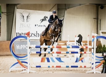 Koń oldenburski, Wałach, 15 lat, Ciemnogniada