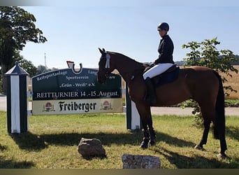 Koń oldenburski, Wałach, 16 lat, 170 cm, Gniada